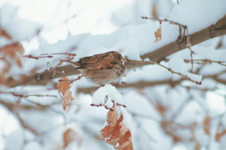 there is a brown bird sitting on the nch of a tree