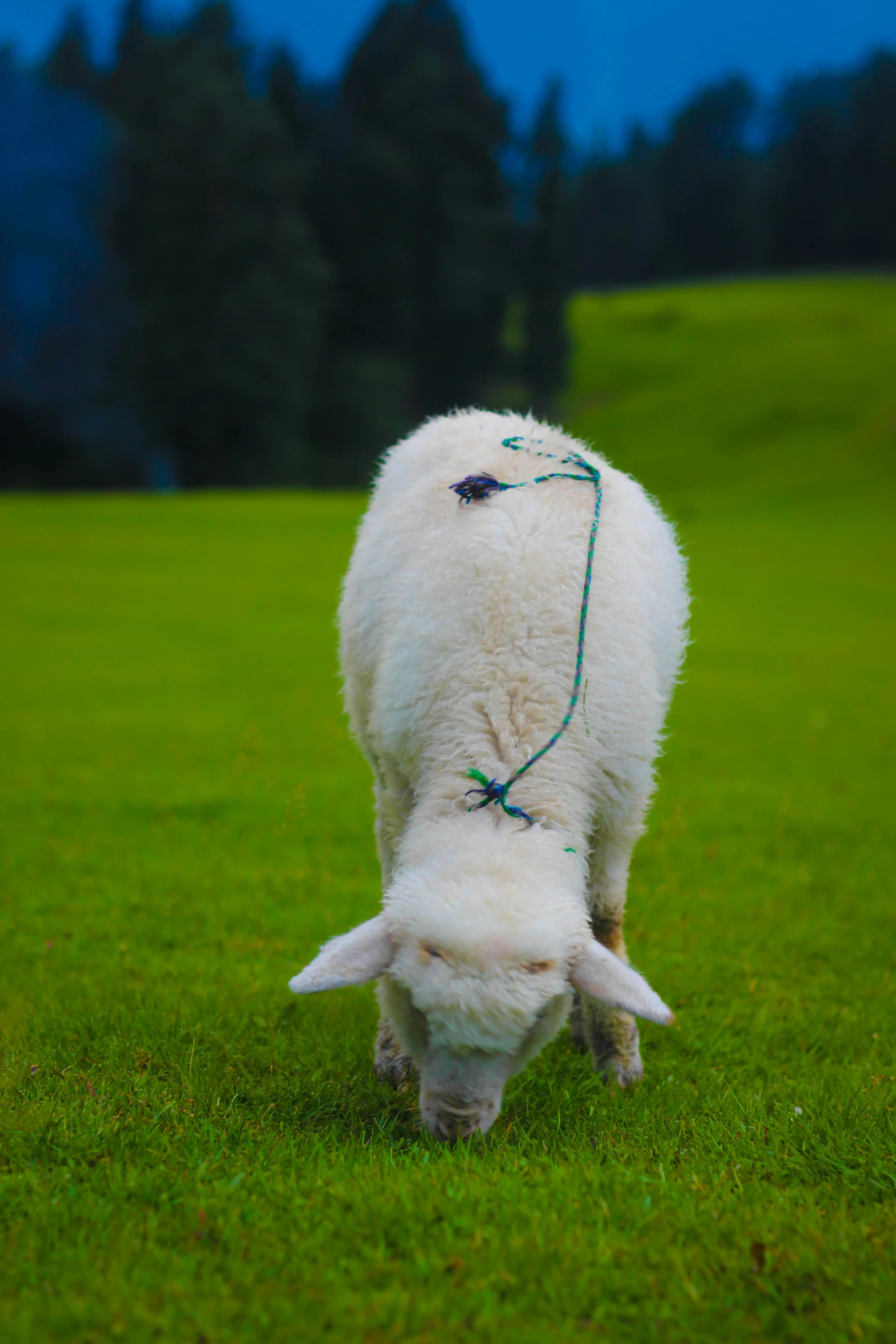 white animal grazing in grassy field during daytime