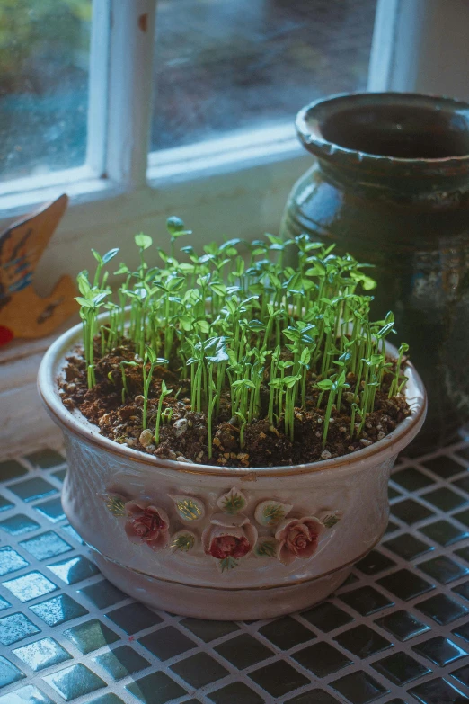 a group of small green plants in a white planter