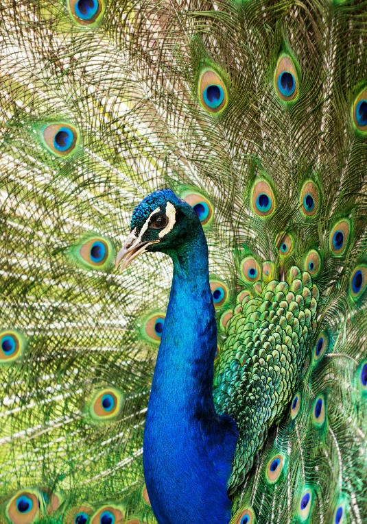 a peacock that has feathers out with it's eyes closed