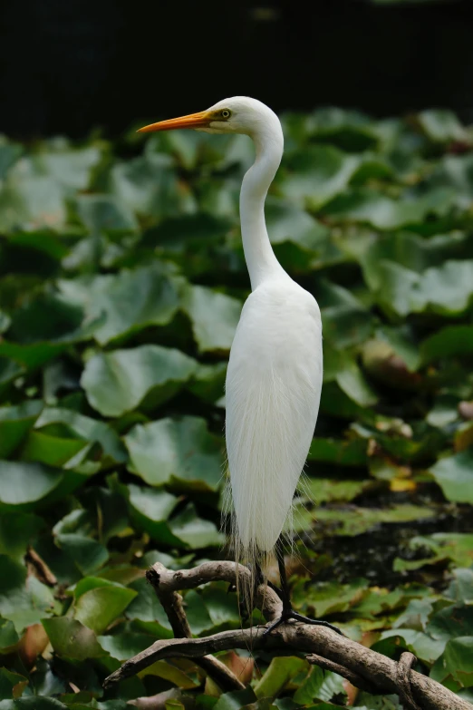 a large white bird standing on a tree nch in a marsh