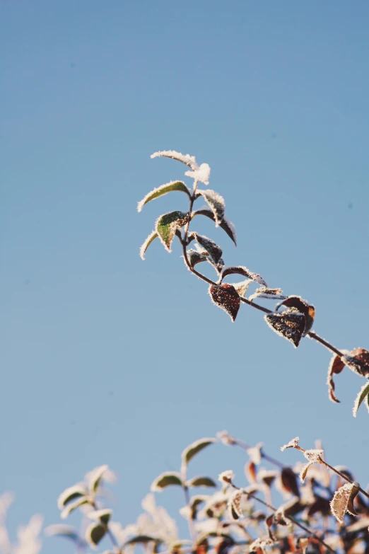 a dry plant with white frost on it