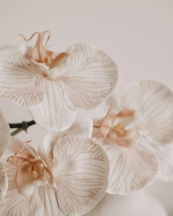 a bunch of flowers with white petals and pink