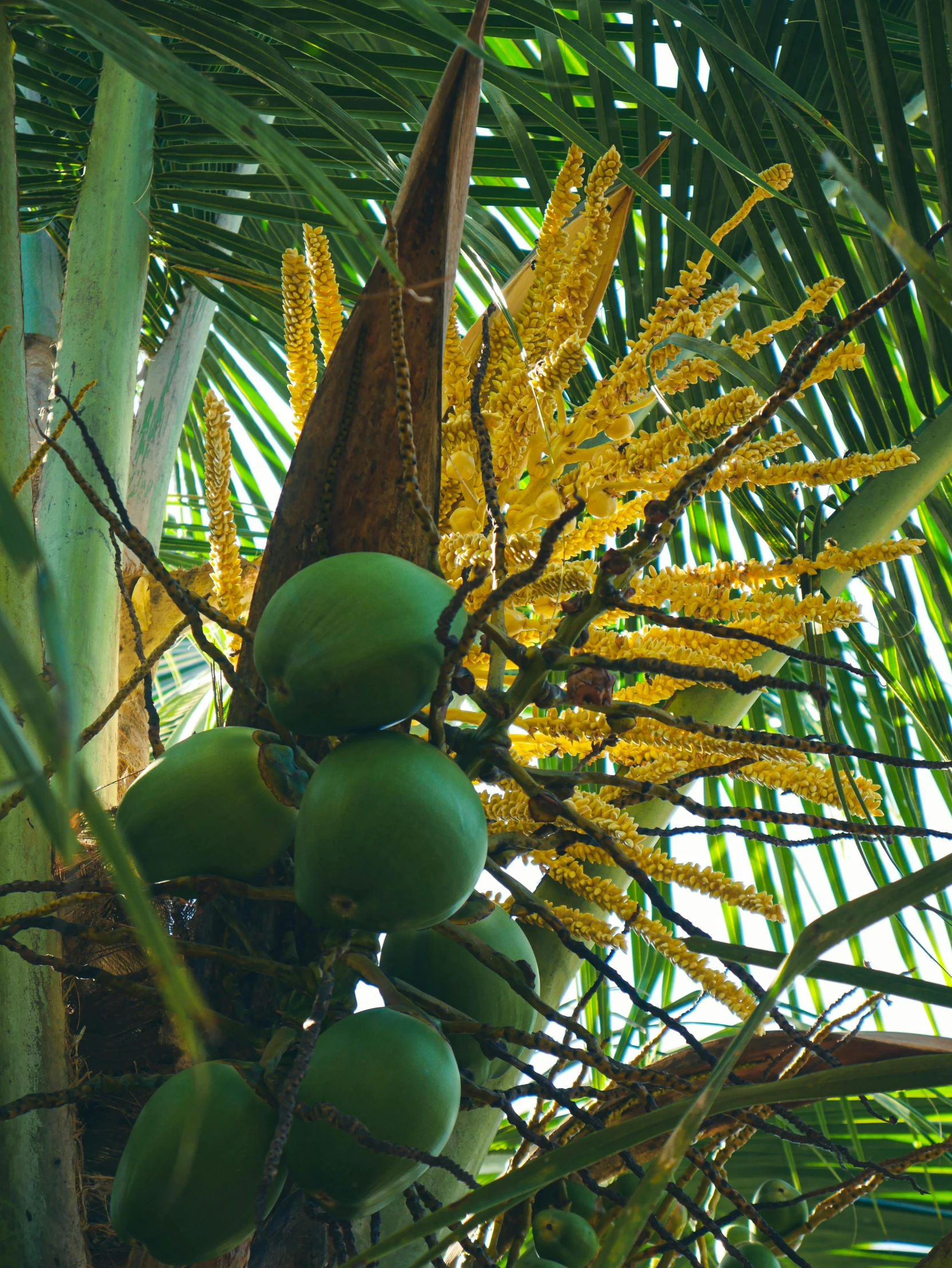 a bunch of green fruit sitting on top of a tree