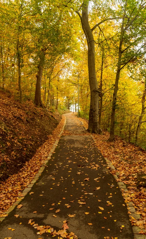 a narrow road that is surrounded by trees and leaves