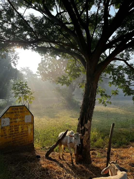 some white cows laying under a tree and some yellow sign