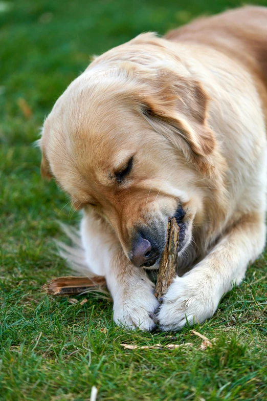 a large dog laying in the grass chewing on a stick