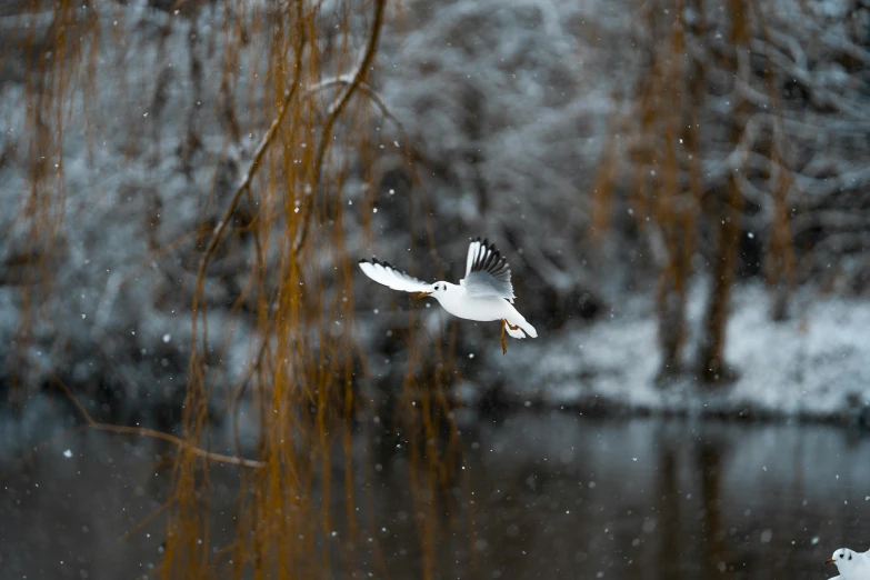 a snow covered nch of tree near water