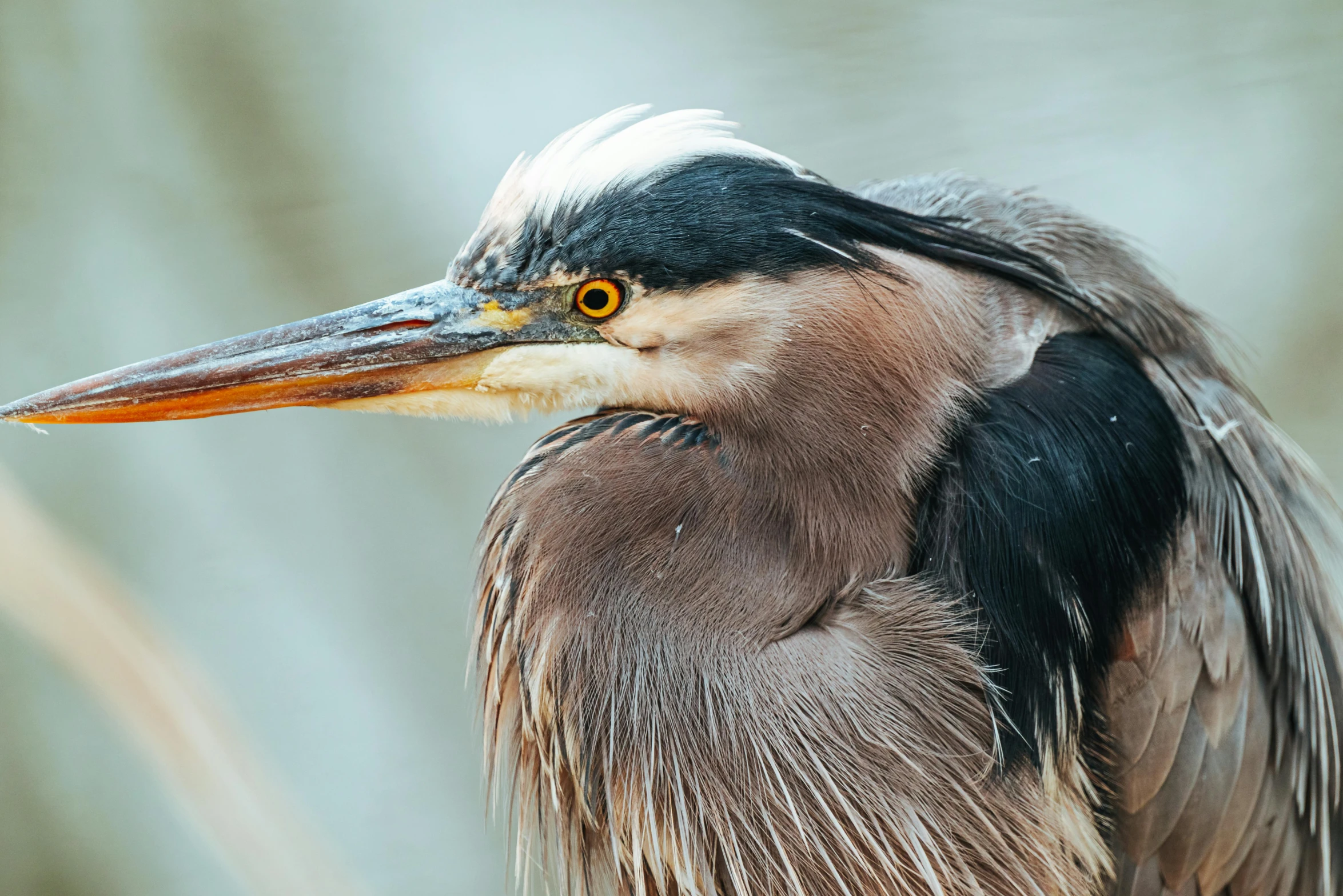 an exotic bird with large beak, in the daytime