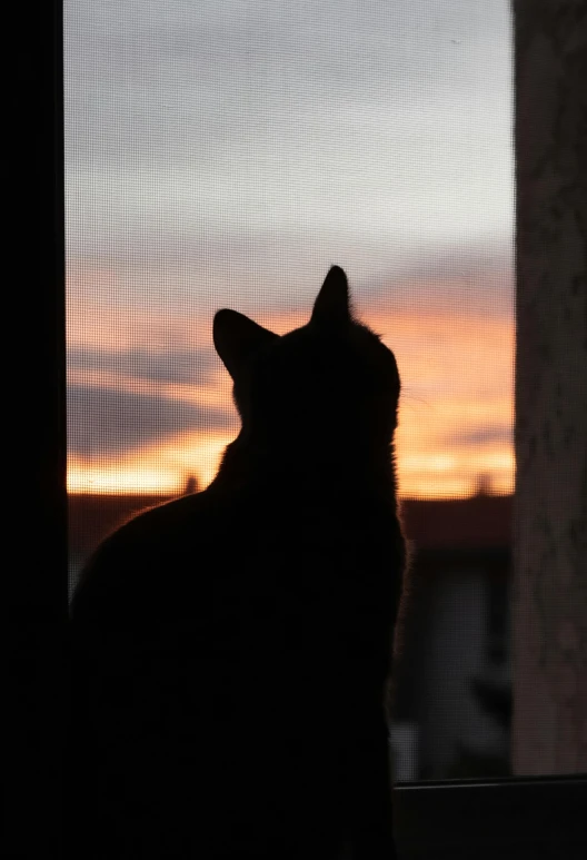 a cat sits in front of a screen looking out at the sunset