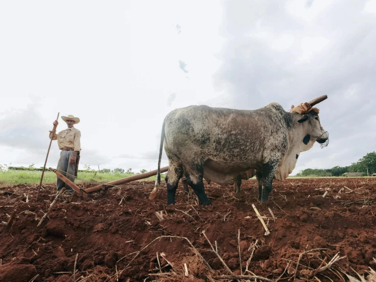 two men working on the soil with a huge steer