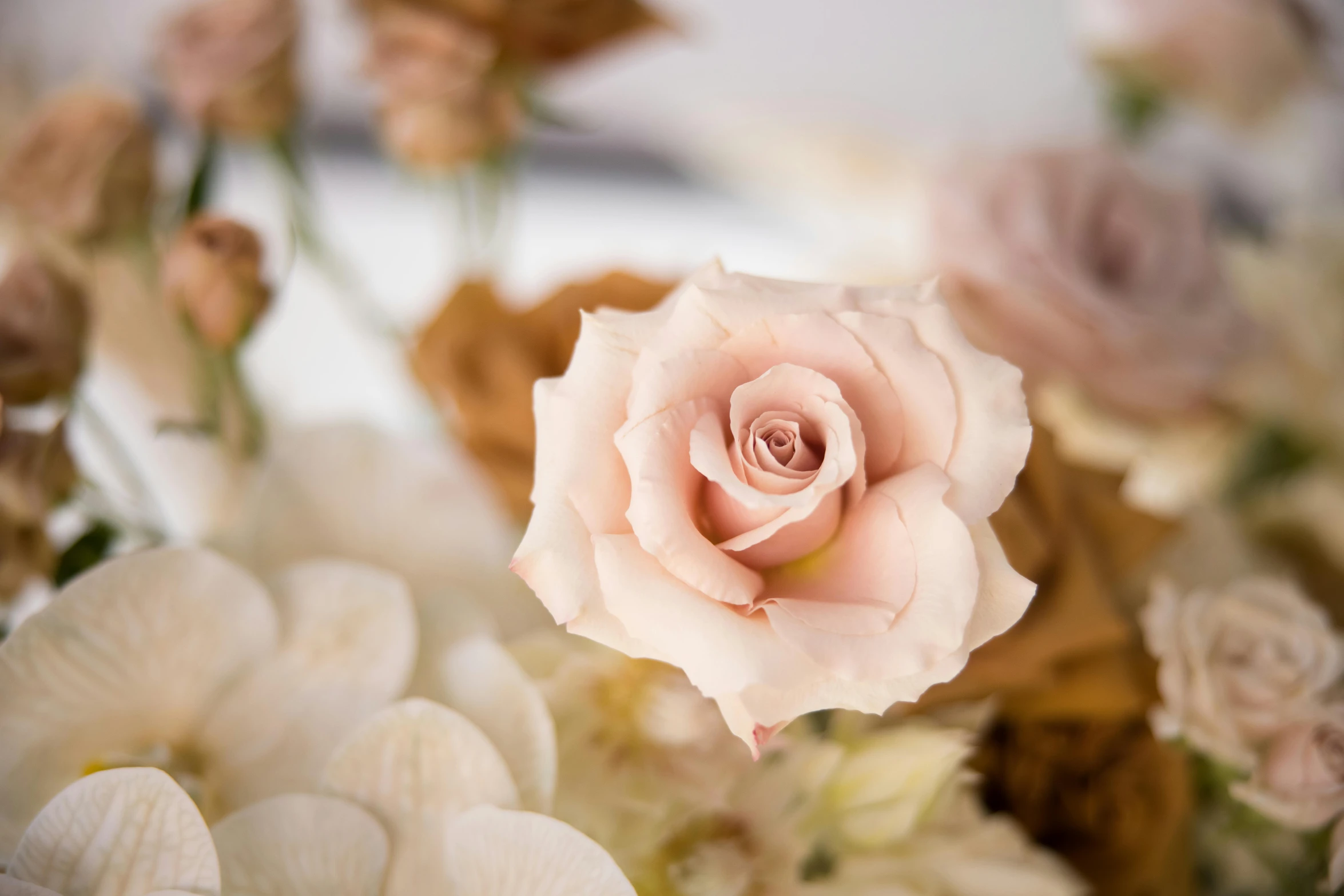 a beautiful pink rose surrounded by smaller flowers