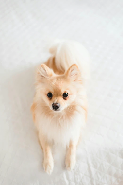 small dog sitting on top of white sheets