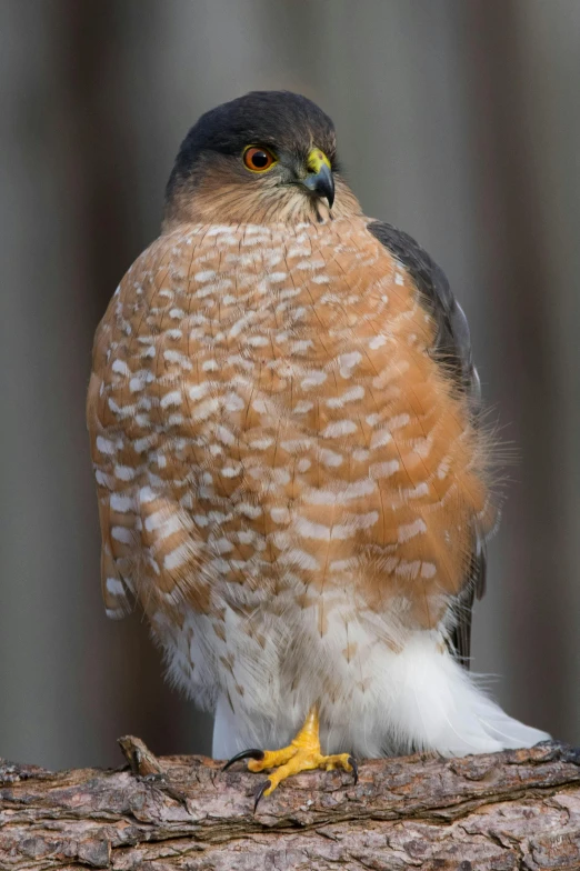 a very pretty brown and white bird on a nch