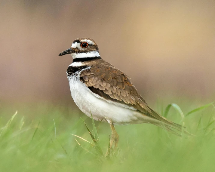 a small bird is standing in the tall grass