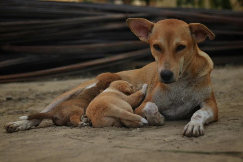 a dog laying on the ground with his paw resting on his side