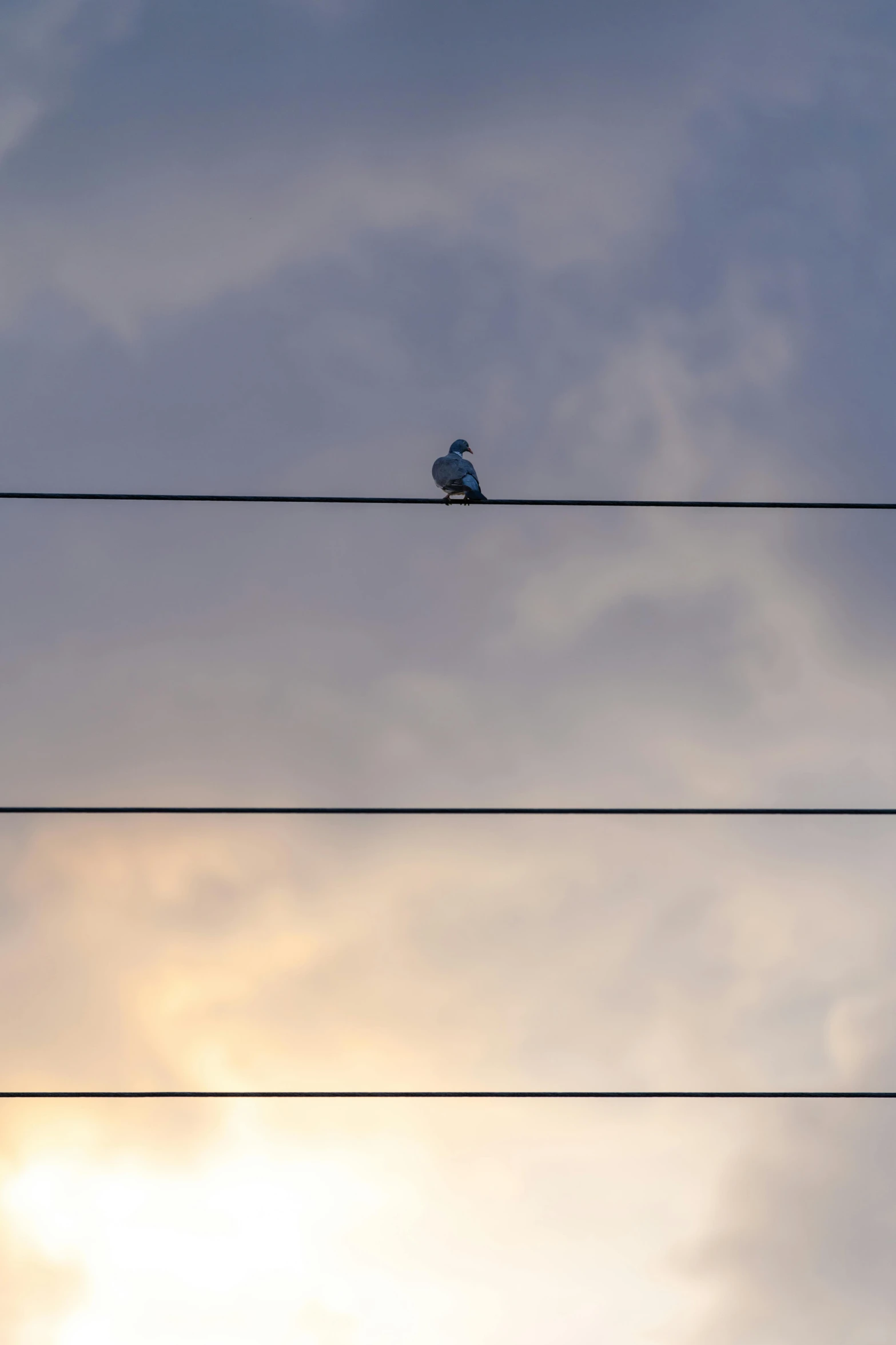 the birds are perched on the wires above