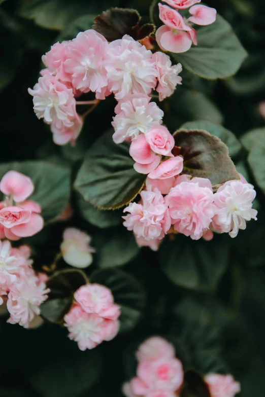 pink flowers blooming on the plant with green leaves