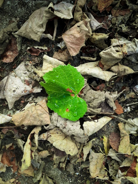 a green leaf with droplets of dew sit on the ground