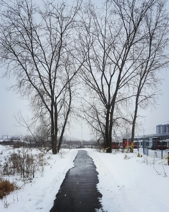 a tree that has frozen and no leaves in winter