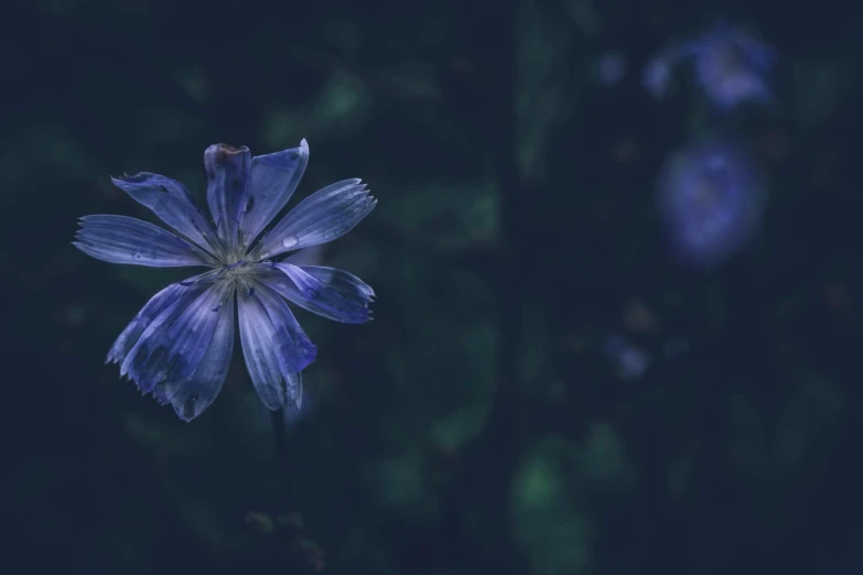 blue flower with dark green leaves in the background