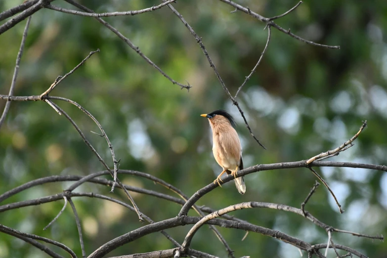 a brown and black bird perched on top of a tree