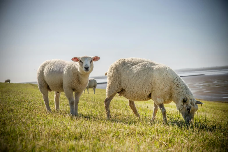 three sheep stand in the middle of a green field