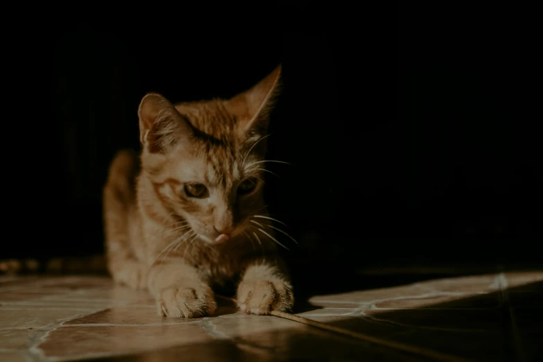 cat scratching himself on floor in the dark