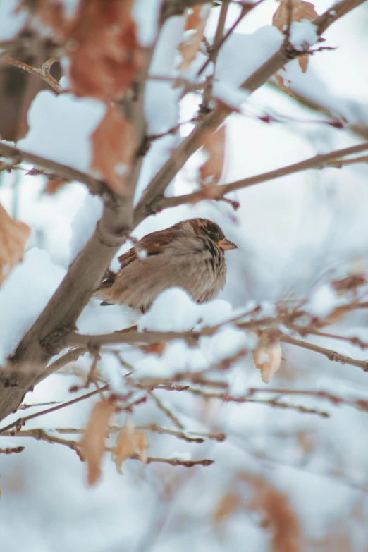 a bird perched on top of a tree nch