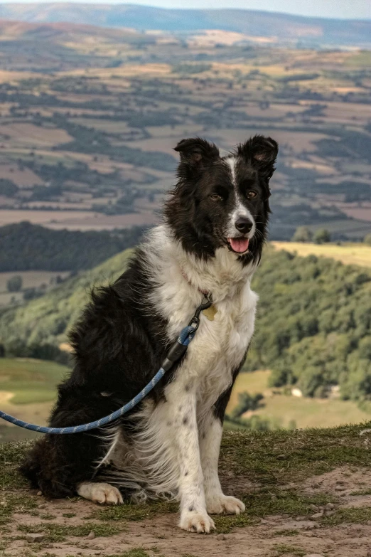 a dog sits down in the shade of mountains