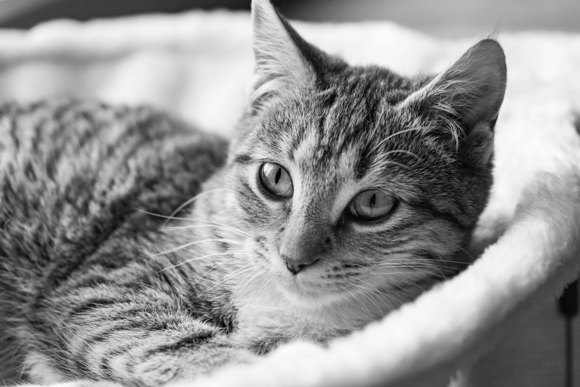 black and white pograph of a cat resting in the blankets