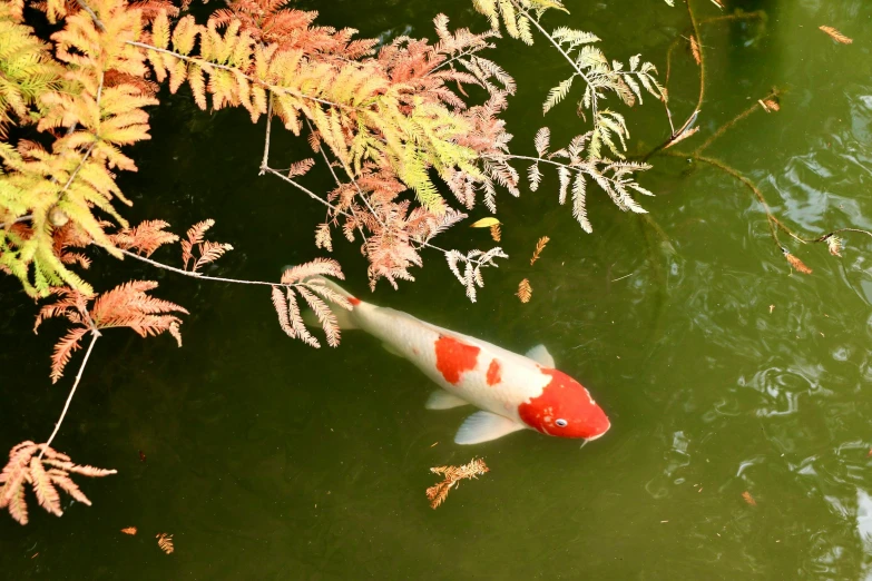 a large orange and white fish floating in a lake next to trees