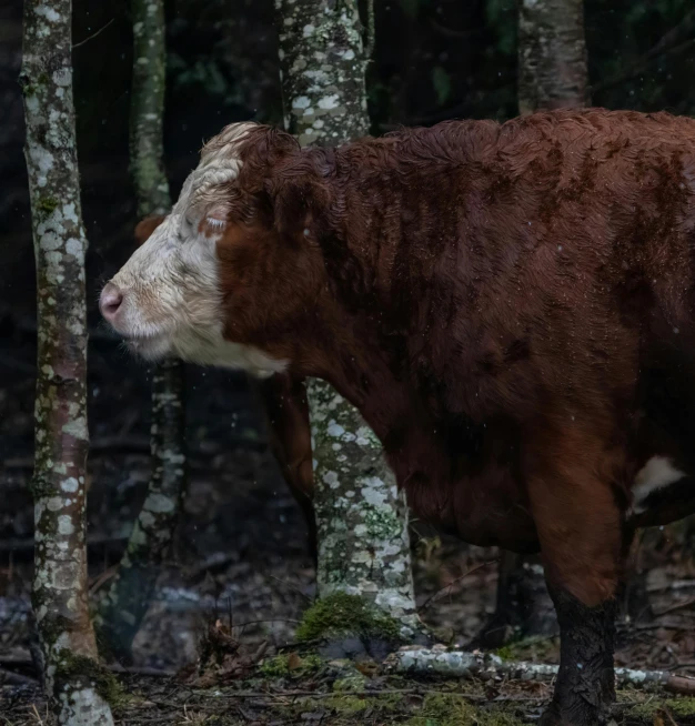 a cow standing by some tree trunks in the forest