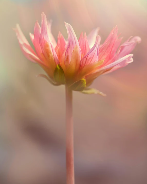 an up close s of a pink flower in bloom