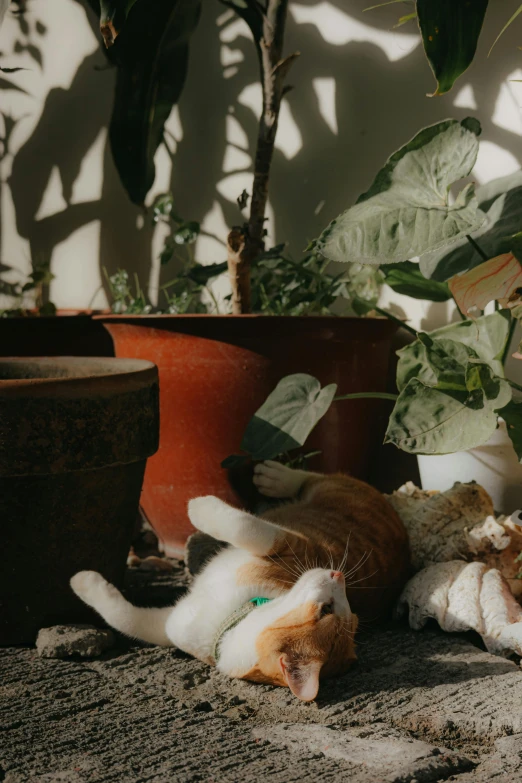 an orange and white cat lies on the ground next to a potted plant