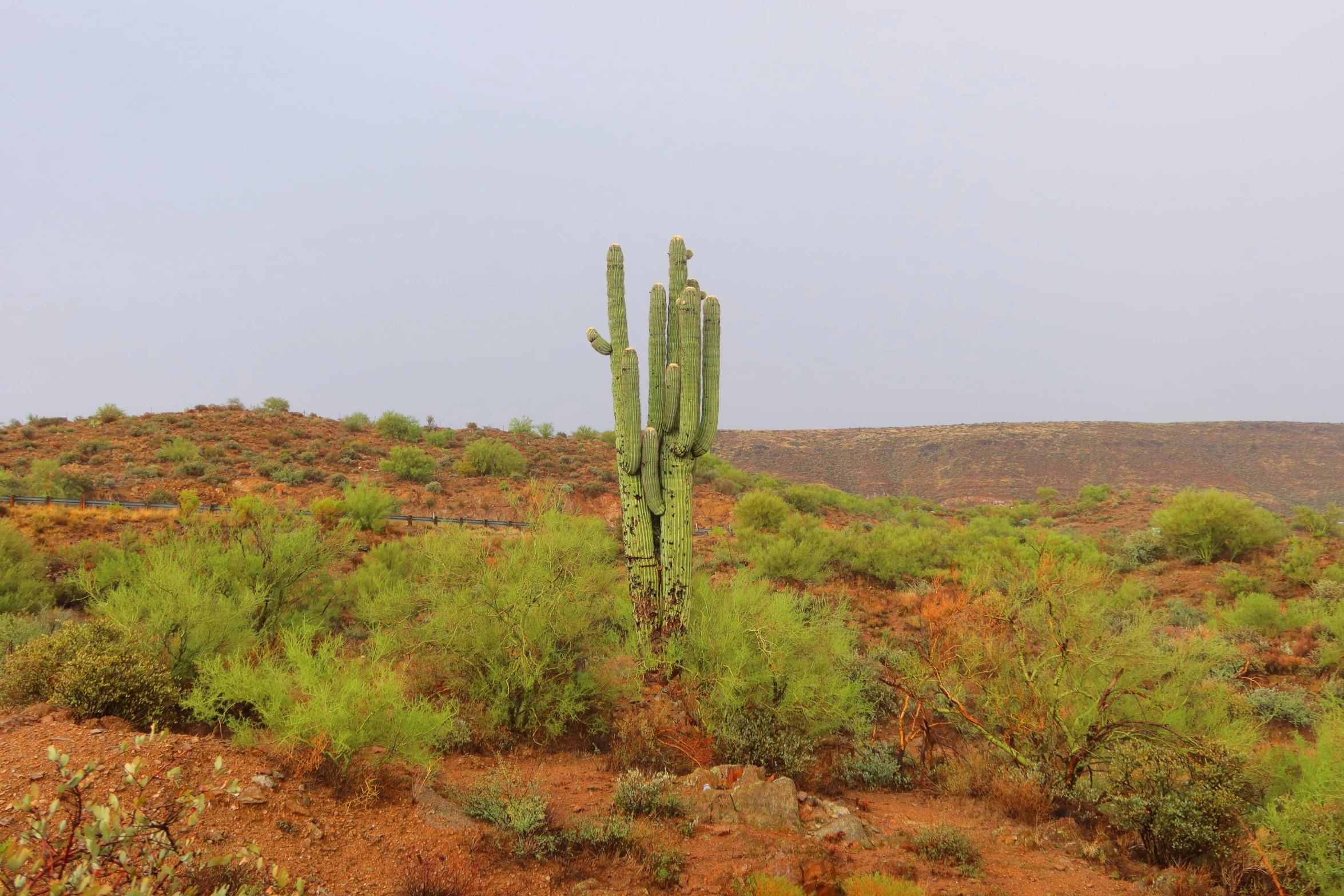 a large cactus stands alone in the desert