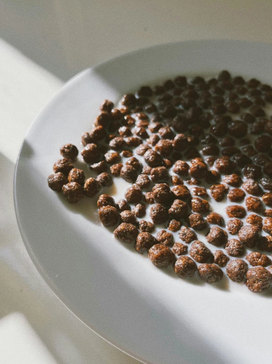 small chocolate dog treats on a plate next to it