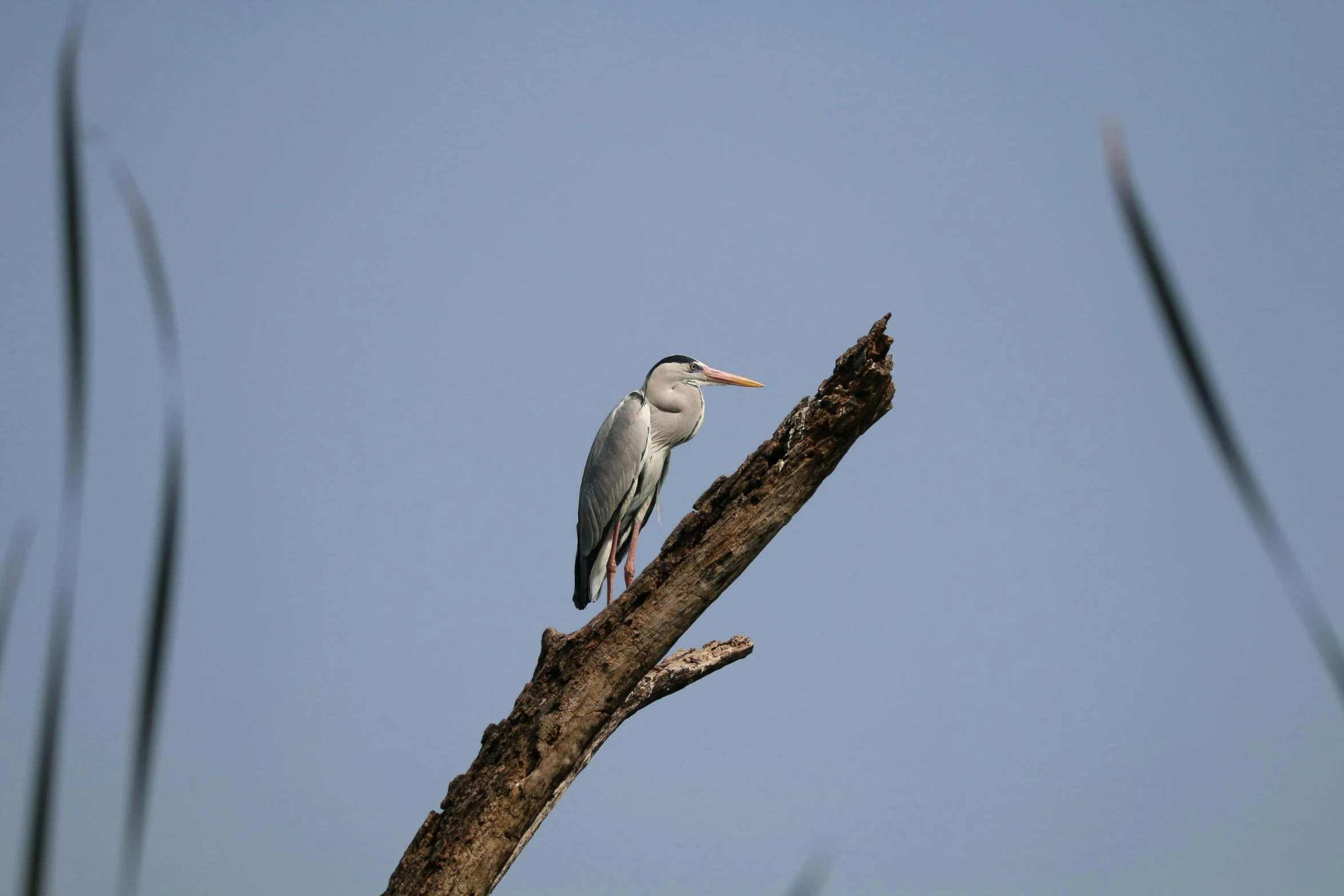 an egret is perched on a tree limb