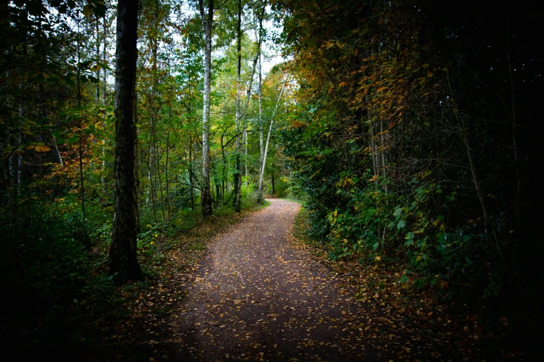 an image of a path going through a forest