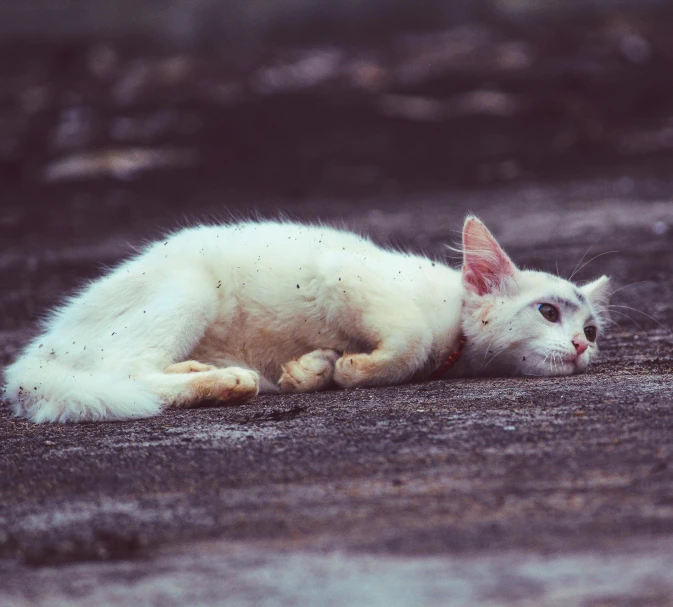 a cat laying on the ground looking forward
