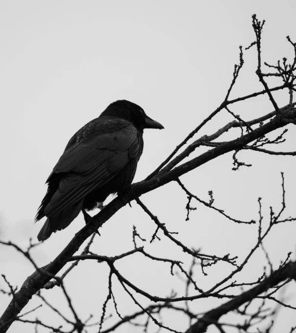 a black bird perched on the nch of a tree