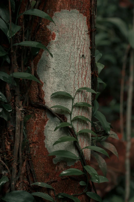 a plant growing on the side of a large tree