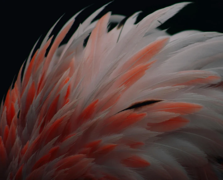 a close up view of a pink flamingo's feathers