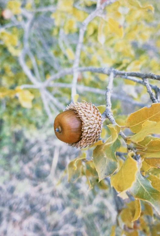 an acorn sits on a tree nch next to fall leaves