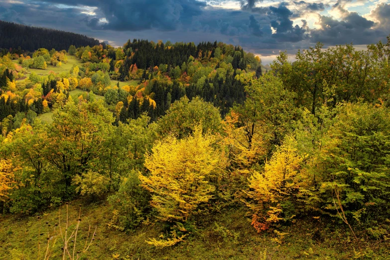 a hill with lots of trees with yellow and green leaves