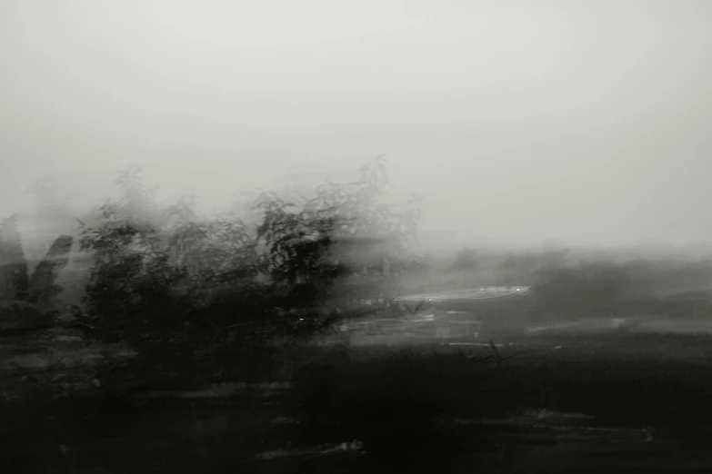 black and white pograph of trees on foggy day