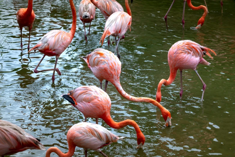 a flock of flamingos standing in the water eating