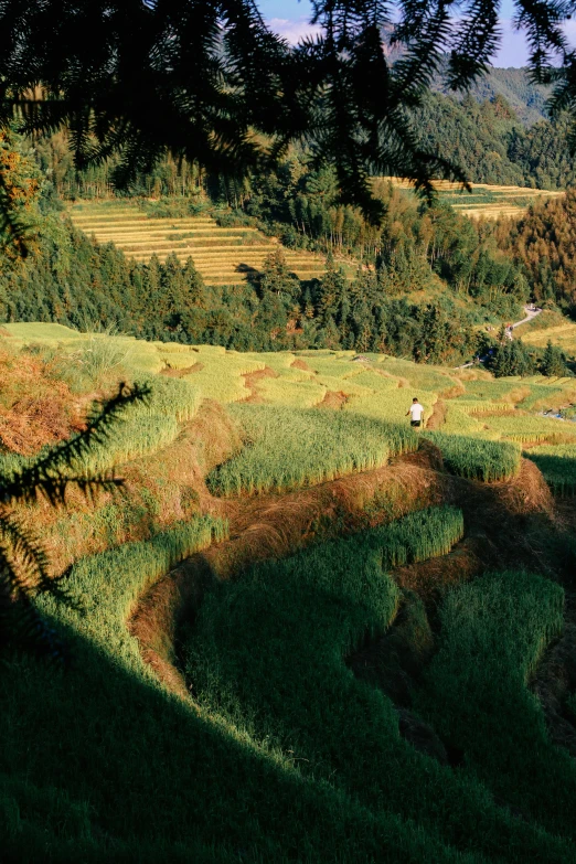 sheep in a grassy green area surrounded by trees