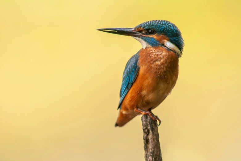 a blue and brown bird sits on top of a stick
