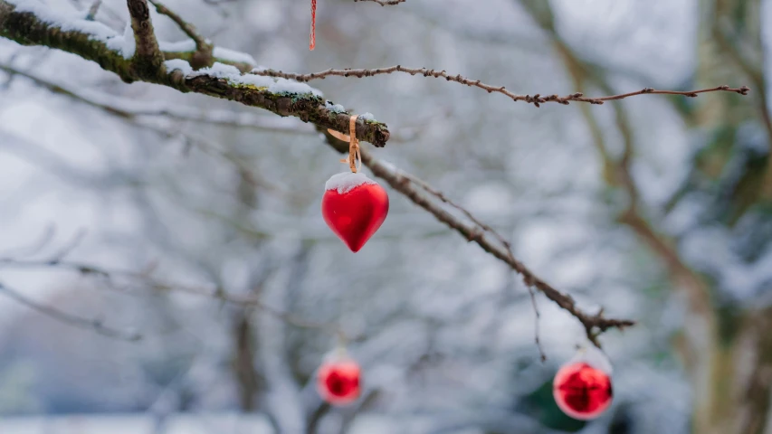 a tree with hanging ornaments hanging off of it's nches